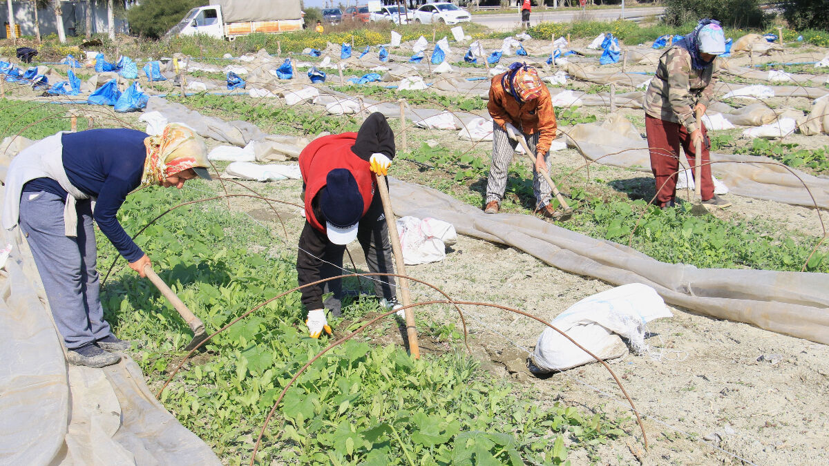 Hatay’da çiftçiler depremin gölgesinde üretime başladı