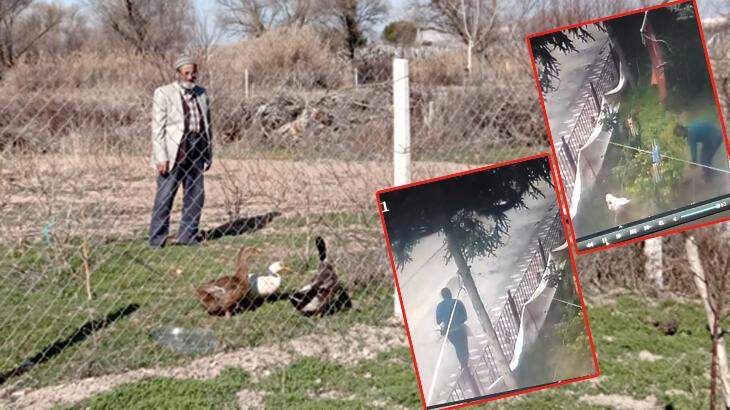 Apartman bahçesindeki ördek hırsızlığı kameralara yansıdı