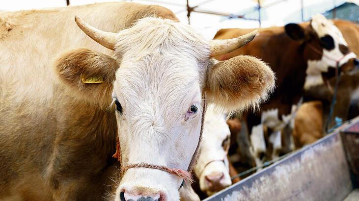 81 ile kurban genelgesi