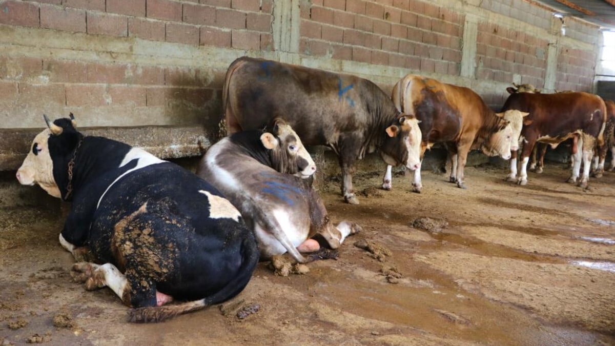 Adana’da kurbanlık satışı başladı