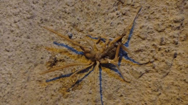 Batman’da ‘Sarıkız’ örümceği paniği