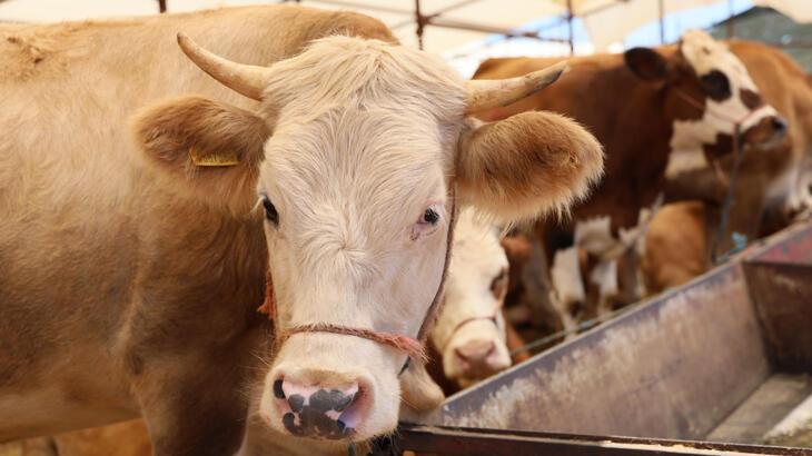 Kurban pazarlarındaki ekonomik hareketlilik 80 milyar lira