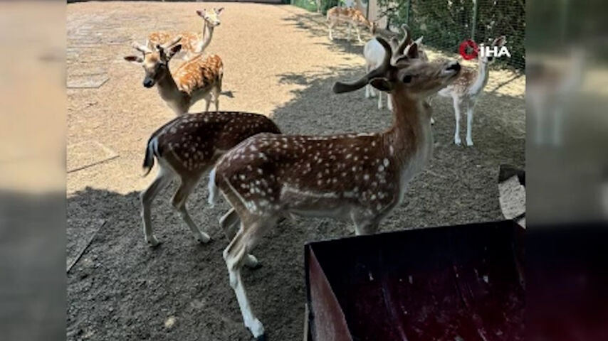 Silivri’de yabani hayvan çiftliğine dönüştürülen villaya operasyon
