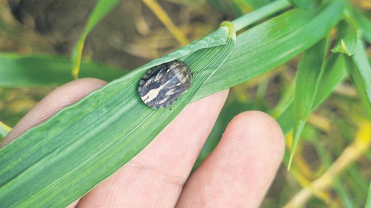 Yapay zeka, süneye karşı!