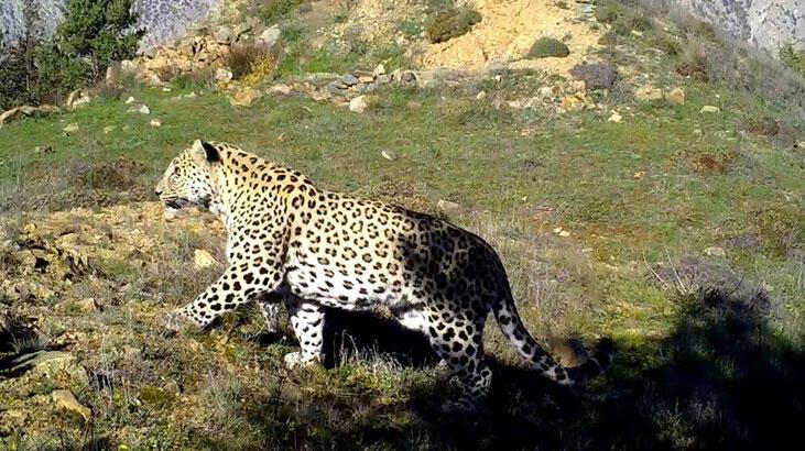 Anadolu Parsı avlayana 1,2 milyon TL ceza