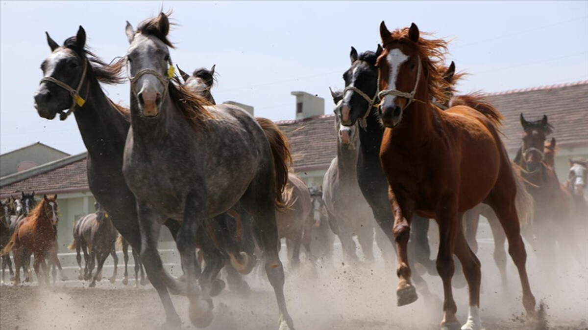 TİGEM’de safkan Arap koşu tayları satışa çıktı