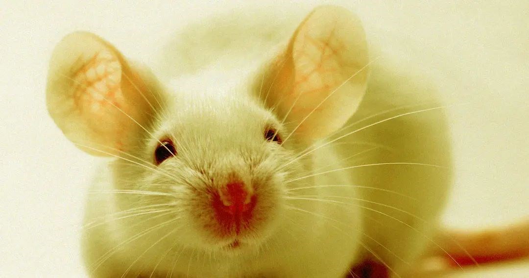Bilim insanlarından yeni keşif: Farelerdeki işitme kaybı tedavi edildi