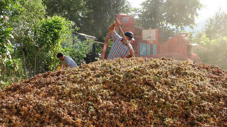 Karadeniz Bölgesi’nin en önemli geçim kaynağı! Saatlik ücretleri 2 bin TL