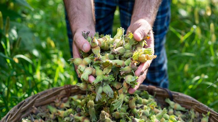 Fındık ihracatında 1 milyar 798 milyonluk döviz girdisi!