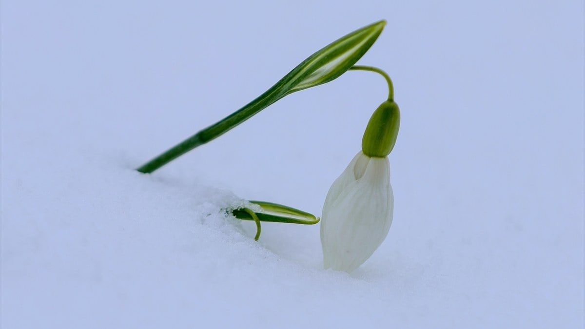 Sakarya’da Çam Dağı, beyaz örtüyle kaplandı! Dağın eteklerini kardelenler süsledi