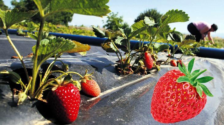 Organik çilekle tarıma doping!