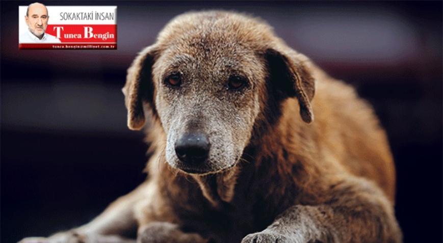 İngiltere modeli mi, İslam merhameti mi?