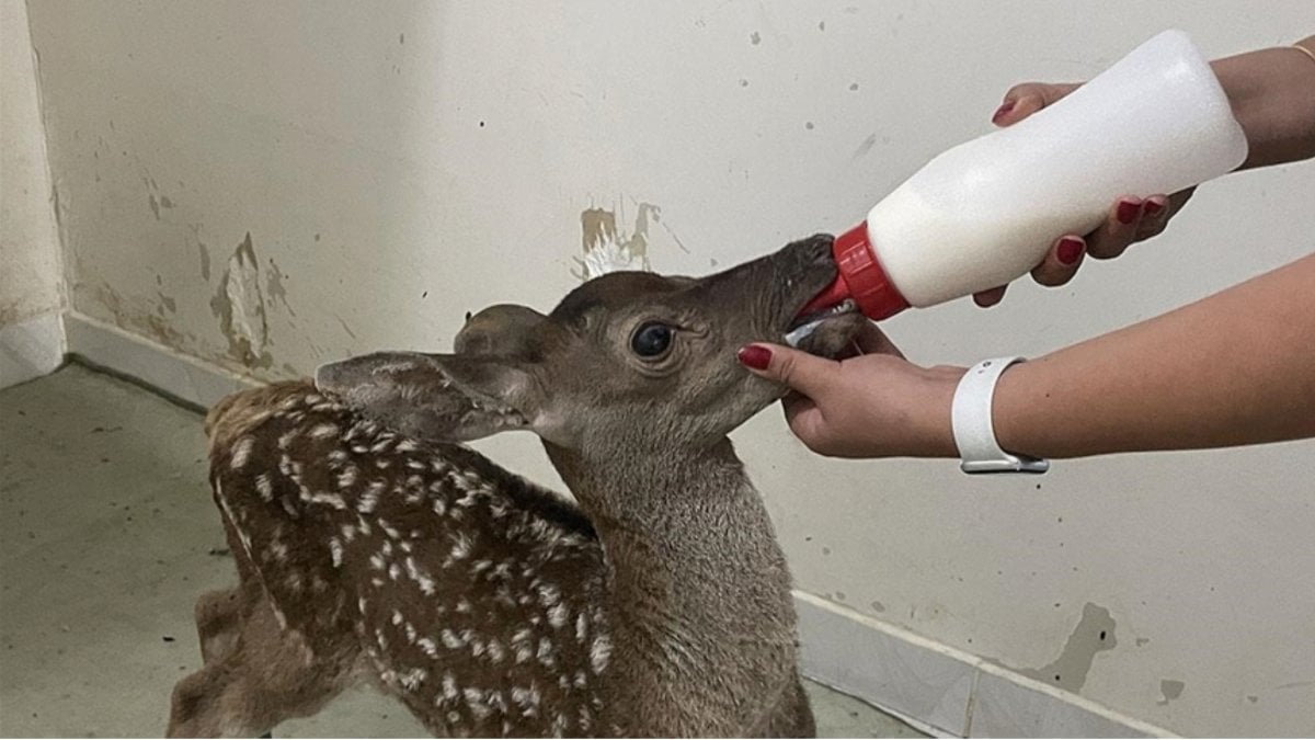 Bolu’da kızıl geyik yavrusu yaralı bulundu: Özenle bakılıyor