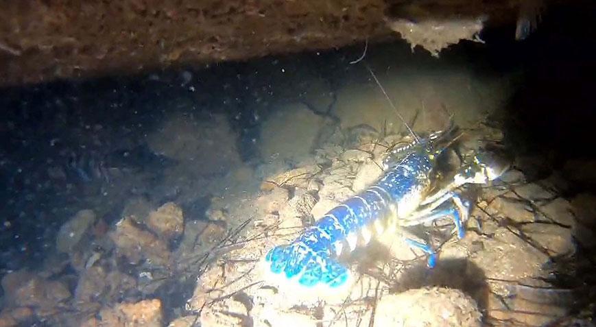 200 milyonda 1 görülüyor! Ayvalık’ta ‘mavi ıstakoz’ heyecanı