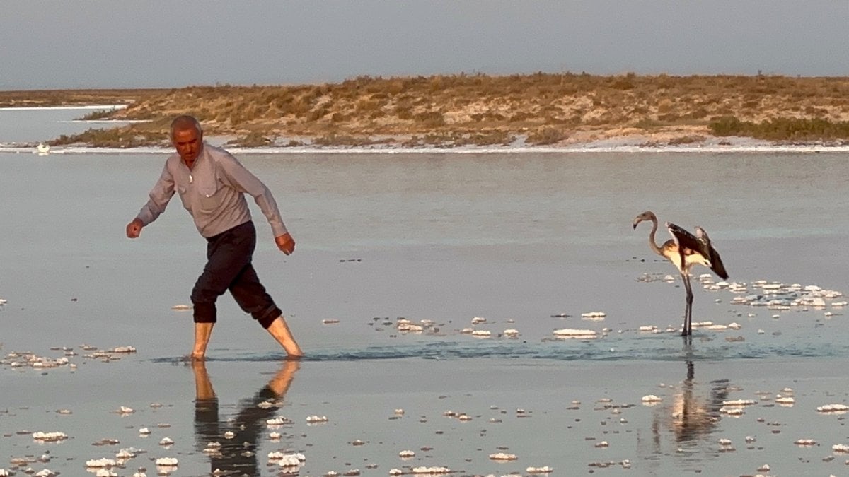 Aksaray’da uçarken çiftliğe düşen yavru flamingoyu hayata bağladı