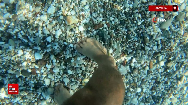 Antalya’da deniz kıyısında görülen balıklar, tedavi ediyor