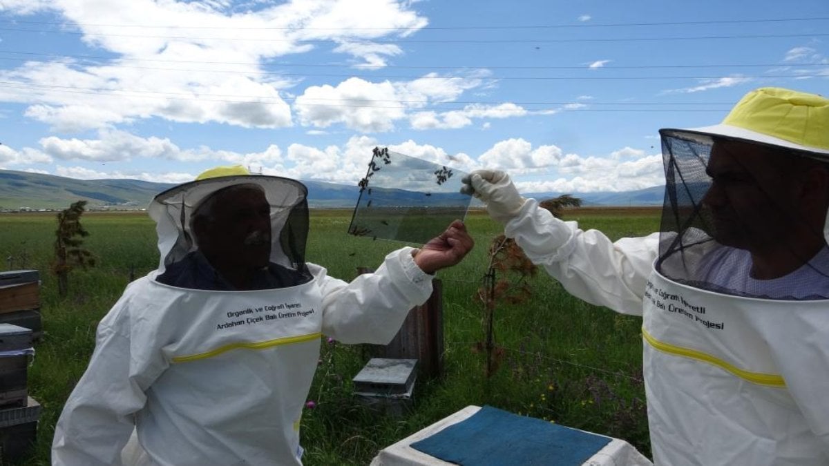 Ardahanlı çiftçi altından daha değerli arı zehri üretti