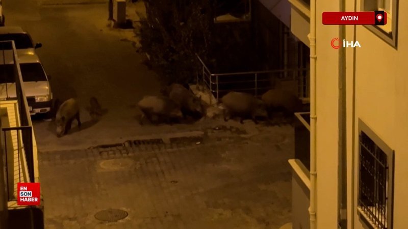 Aydın’ın Kuşadası ilçesinde domuz sürüsü görüntülendi