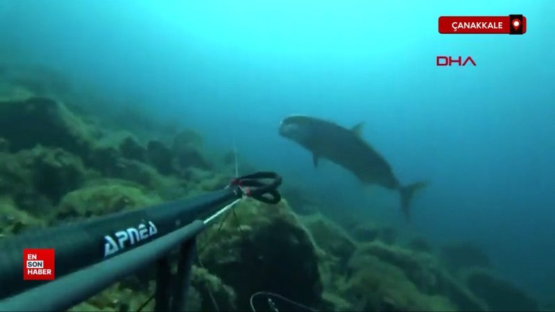 Çanakkale’de zıpkınla 1,8 metre boyunda akya balığı avladı