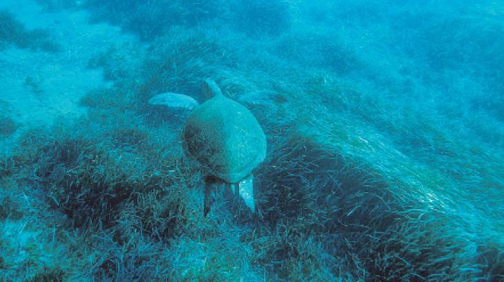 Dev kaplumbağa Bodrum’da