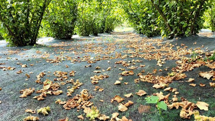Fındık üreticileri ‘hasat filesi’ne yöneliyor! ’50 bin lira olan masrafımız 5 bin liraya düştü’