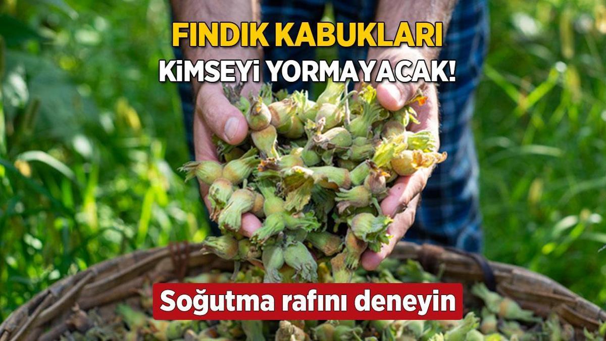 Fındıklar kabuğundan tereyağından kıl çeker gibi ayırılıyor! İşin sırrı soğutma rafında