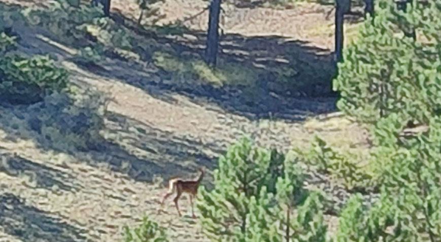 Heyecanlandıran an! Salda Gölü çevresinde ilk kez görüntülendi