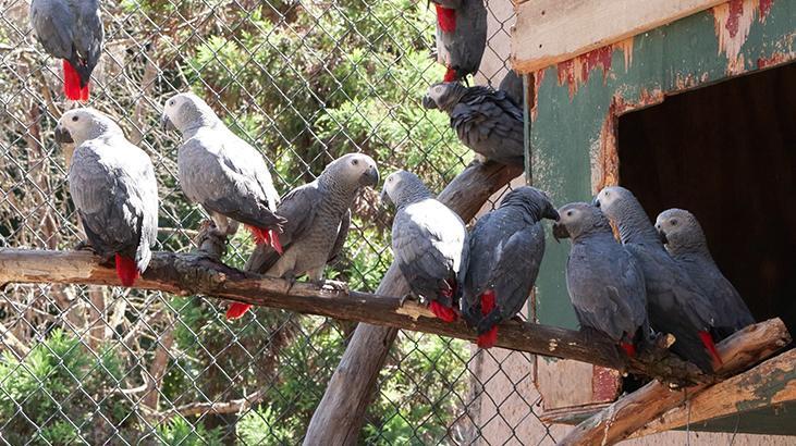 İstanbul Havalimanı’nda ele geçirildi! Ülkeden çıkışı yasaklı tam 309 adet papağan