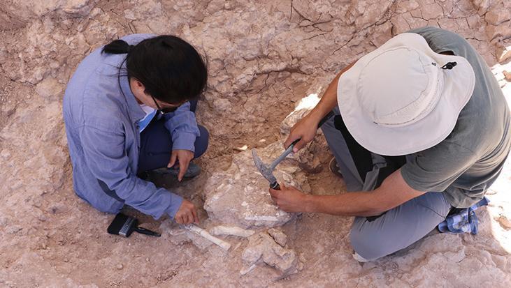 Kayseri’de dev domuz kafatası! Çalışmalar sonuç verdi