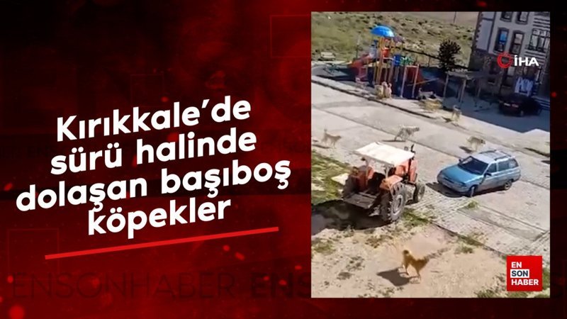 Kırıkkale’de sürü halinde dolaşan başıboş köpekler