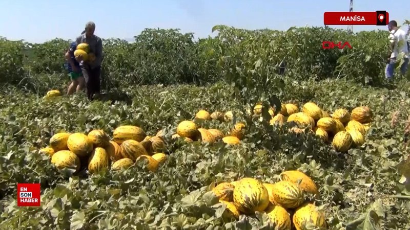 Manisa’da 600 ton kavun,karpuzu ücretsiz dağıttılar