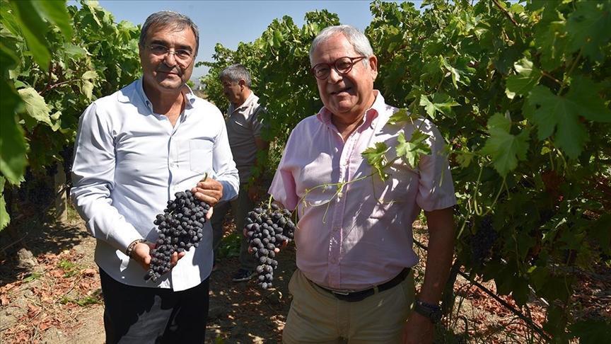 Milli üzüm çeşidi “Borsakarası” artık bağlarda boy gösterecek