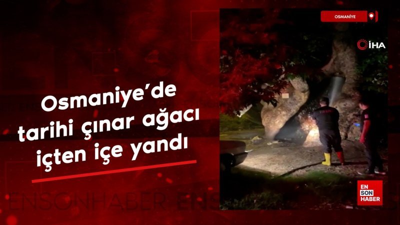 Osmaniye’de tarihi çınar ağacı içten içe yandı