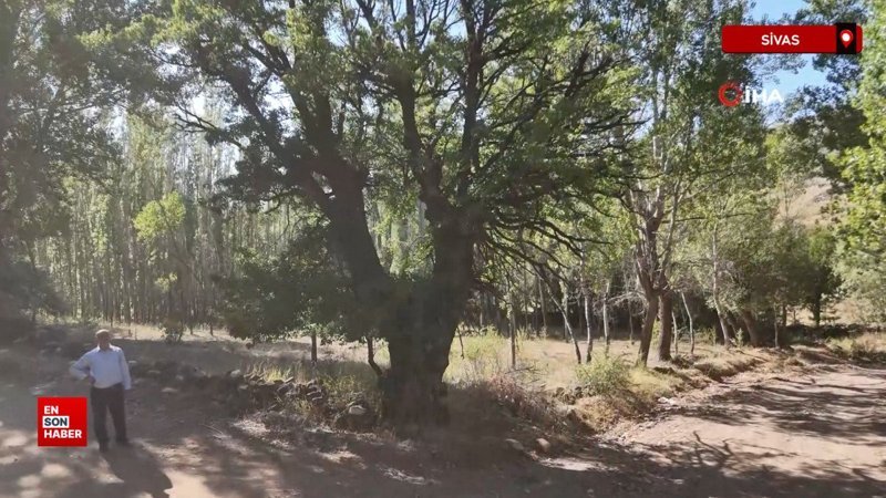 Sivas’ta 4 asırlık ağaca, korkularından ellerini süremiyorlar