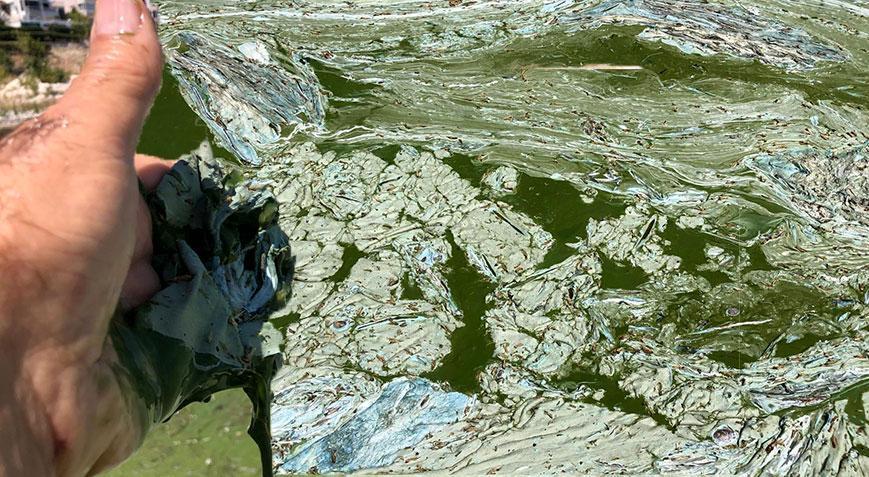 Tehlike ortaya çıktı! Kilometrelerce alana yayıldı, uzman isim uyardı