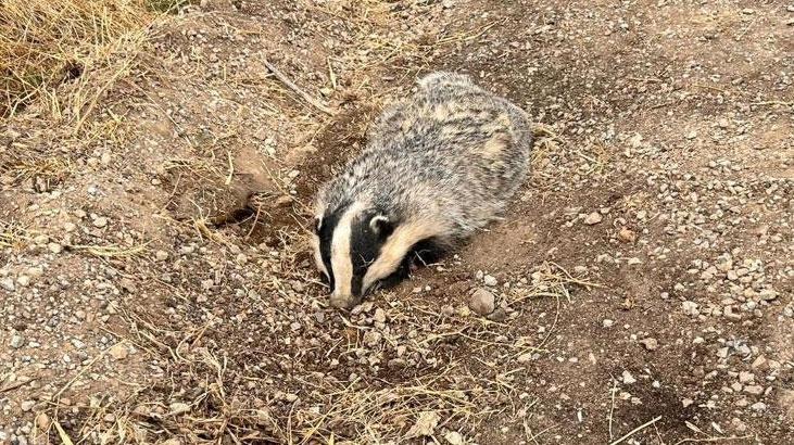 Vatandaşlar fark etti! Türkiye’de nadir görülüyor yaralı olarak bulundu