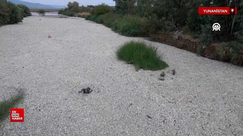 Yunanistan’da sahile vuran binlerce ölü balık, bölge sakinlerini zor durumda bıraktı