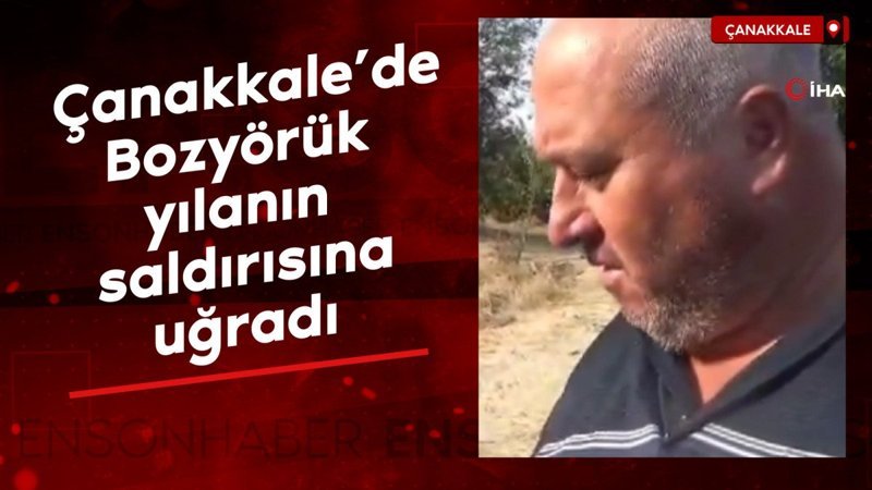 Çanakkale’de Bozyörük yılanın saldırısına uğradı