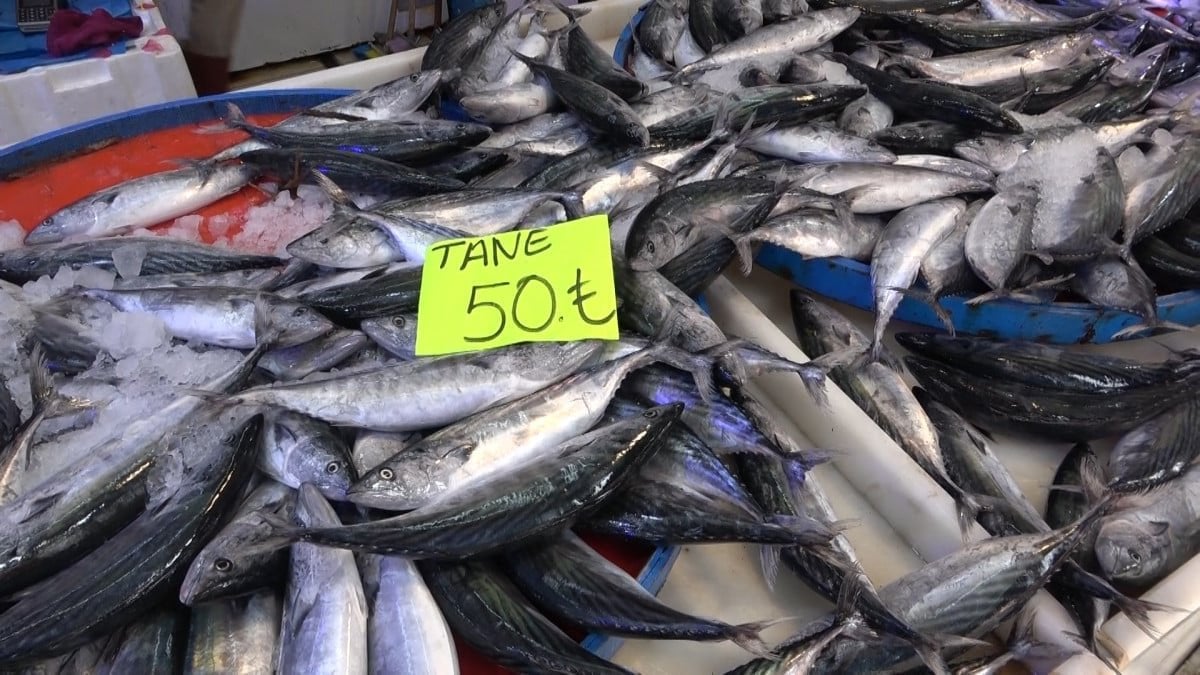 Rize’de palamut bu sezon hem denizlerde ve tezgahlarda krallığını ilan etti