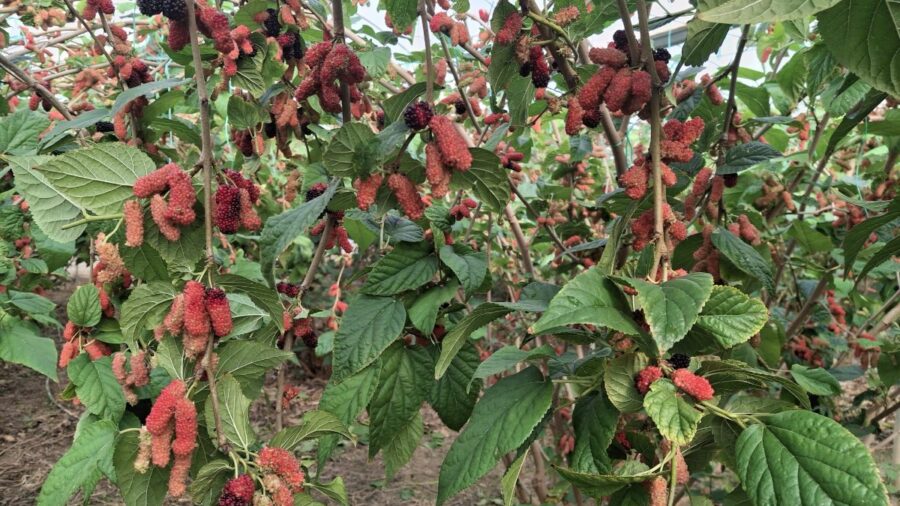 Mersin’de hasadı başlayan karadutun yüzde 70’i ihraç ediliyor