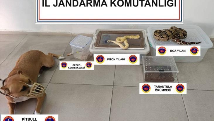 Eve giren jandarmalar şoke oldu! Yılan, örümcek, kertenkele…