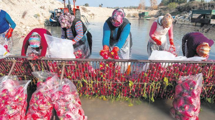 Kooperatiflere kredi dopingi